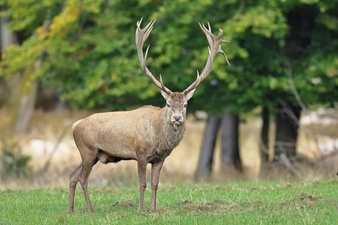 Red deer (Cervus elaphus) during the rutting season, capital stag in a forest clearing, wildlife,