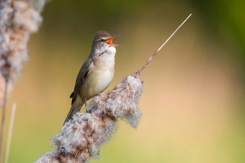 Great Reed Warbler (Acrocephalus arundinaceus) singing from a cattail, Poland
