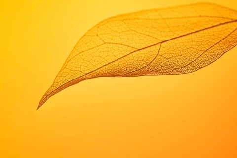 A single leaf skeleton with intricate vein patterns is captured against a vibrant orange background