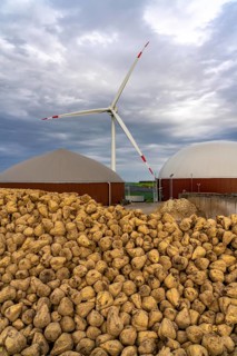 Biogas plant produces gas from various biomass, here the sugar beet storage, the electricity is
