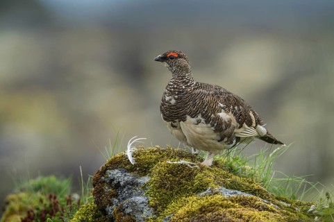 Rock Ptarmigan (Lagopus muta), Iceland