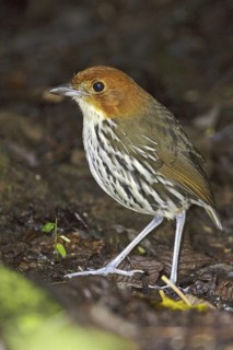 Chestnut-crowned Antpitta (Grallaria ruficapilla), Ecuador