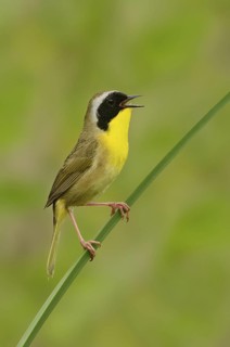 Common Yellowthroat (Geothlypis trichas) singing, Texas, USA