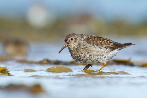 Purple Sandpiper (Calidris maritima) foraging, Iceland