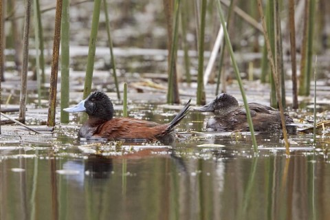 Ruddy Duck (Oxyura jamaicensis), Ecuador