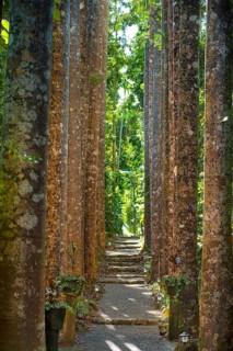 Avenue of kauri (Agathis australis), rainforest, forest, tree, tropical, tropical, Paronella Park,