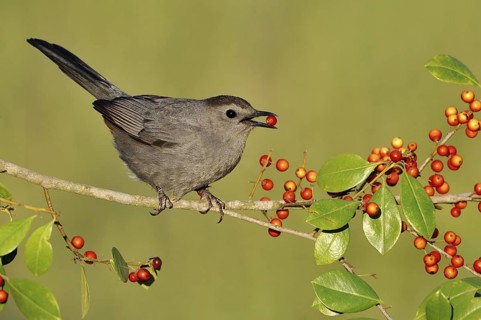 Grey Catbird (Dumetella carolinensis), Texas, USA