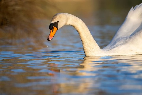 Mute swan (Cygnus olor) swimming on a lake, Bavaria, Germany