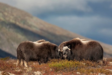A group of musk ox calves (Ovibos moschatus) and slightly older young animals in the autumnal