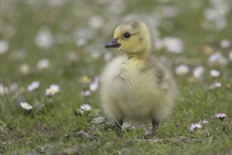 Canada Goose (Branta canadensis) chick, North Rhine-Westphalia, Germany