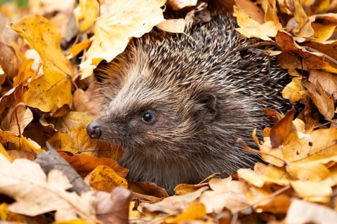 European hedgehog (Erinaceus europaeus) adult animal emerging from a pile of fallen autumn leaves
