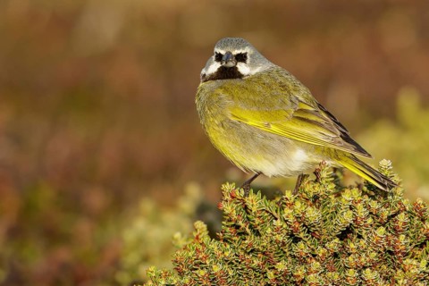 Black-throated Finch (Melanodera melanodera) perched on the ground in the Falkland Islands