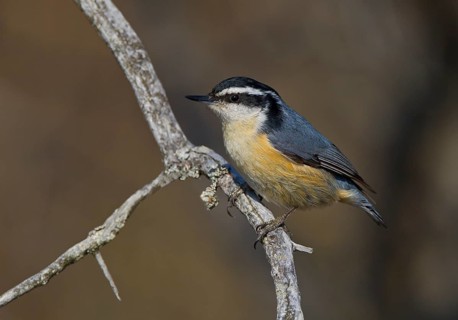 Red-breasted Nuthatch (Sitta canadensis) male, Michigan, USA