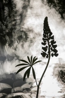 Lupine (Lupinus spec.) silhouette in backlight, Lower Saxony, Germany