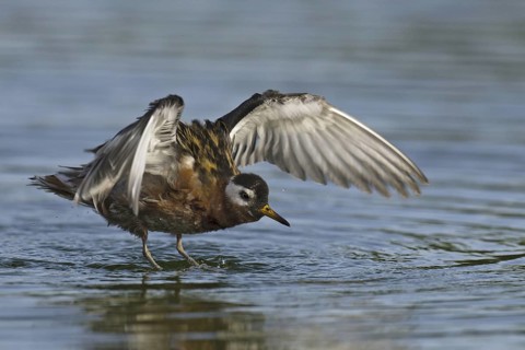 Red Phalarope (Phalaropus fulicarius), Arizona, USA