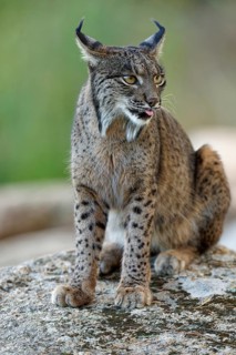 Lynx pardinus, portrait, showing the tongue, evening, forest, Andalusia Spain