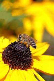 European honey bee (Apis mellifera), collecting nectar from a yellow coneflower (Echinacea