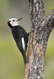 White-headed Woodpecker (Leuconotopicus albolarvatus), Oregon, USA