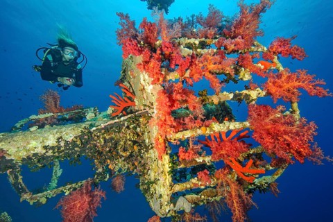 Diver looking at red soft coral (Dendronephthya) Soft coral on crow's nest Mast top with lookout of