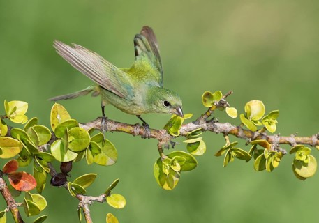 Painted Bunting (Passerina ciris) female on a branch, Texas, USA