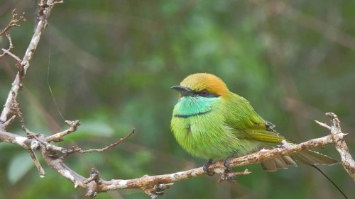 Small green bird, Asian bee-eater (merops orientalis) sitting on a branch in the forest, Sri Lanka