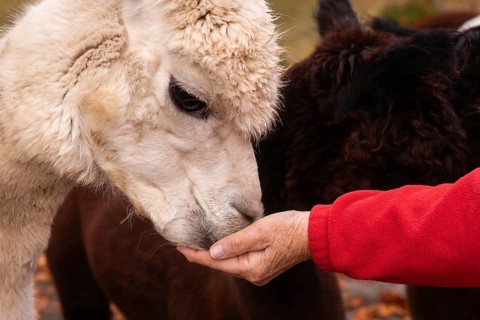 Cropped unrecognizable elderly woman tenderly feeds an alpaca in the peaceful Austrian countryside,