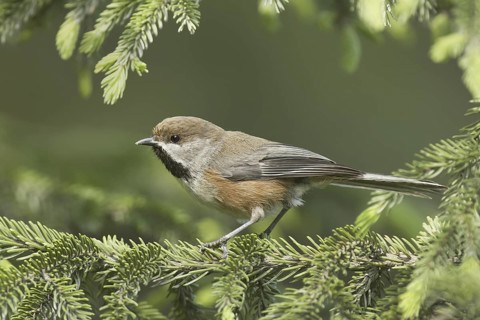 Boreal Chickadee (Poecile hudsonicus), Maine, USA