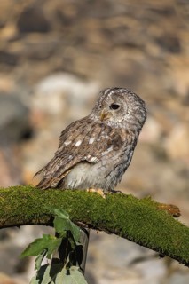 One tawny owl or brown owl (Strix aluco) sitting on a mossy branch