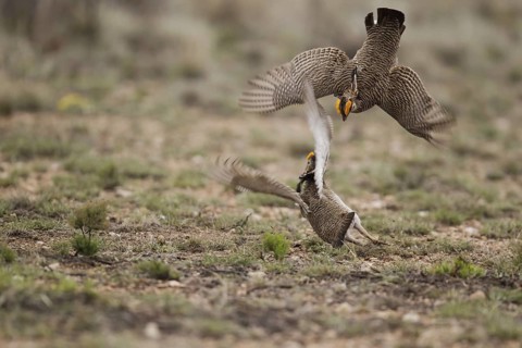 Lesser Prairie Chicken (Tympanuchus pallidicinctus) male, New Mexico, USA