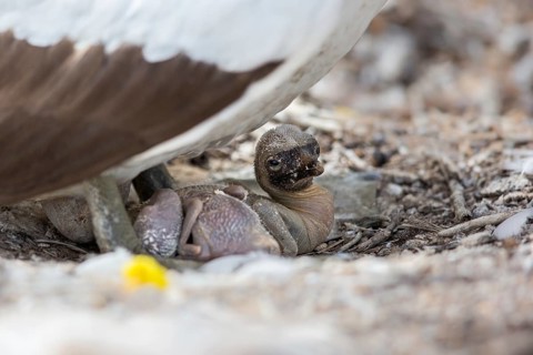 Nazca Booby (Sula granti) chick, Galapagos, Ecuador