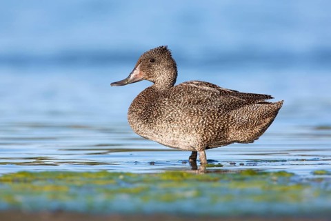 Freckled Duck (Stictonetta naevosa) male, Victoria, Australia