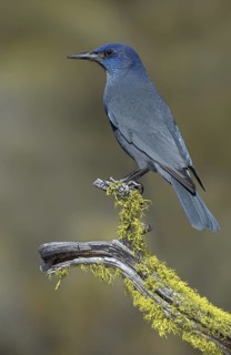 Pinyon Jay (Gymnorhinus cyanocephalus), Oregon, USA