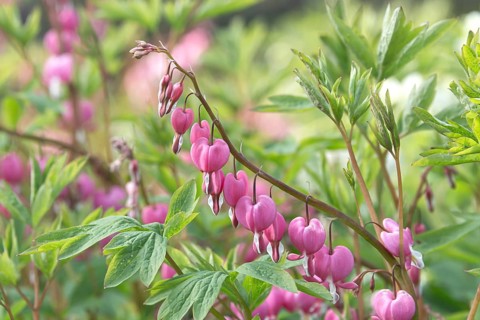 Lamprocapnos (Dicentra spectabilis)
