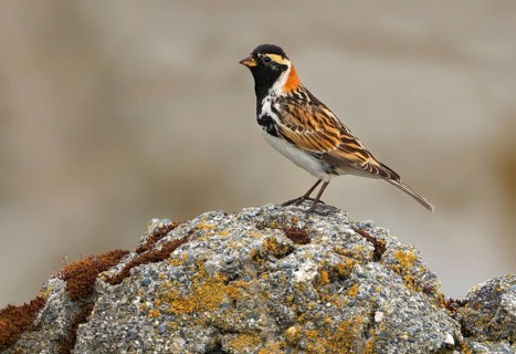 Lapland Longspur (Calcarius lapponicus) Vcitoria BC, Canada