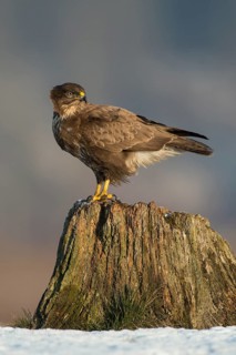 Common Buzzard (Buteo buteo), Mecklenburg-Western Pomerania, Germany
