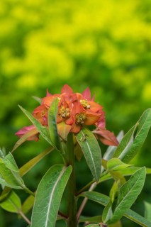 Himalayan spurge (Euphorbia griffithii), Emsland, Lower Saxony, Germany