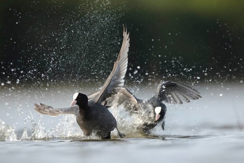 Two common coots fiercely battle on the waters of BeleÃ±a lagoon in Spain. Their wings are spread