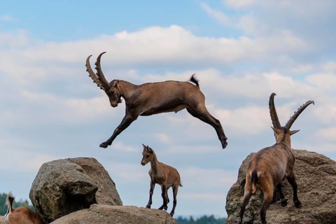 A male ibex (Capra ibex) jumps from rock to rock. A blue sky with clouds can be seen in the