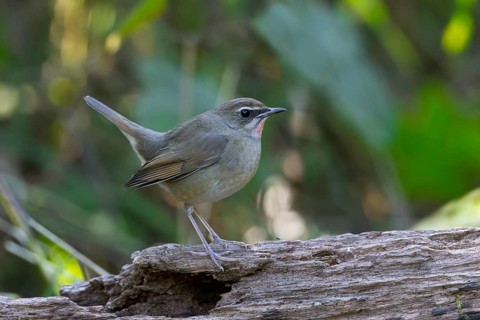 Siberian Rubythroat (Calliope calliope) male, Thailand