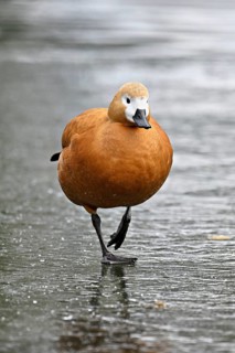 Ruddy shelduck (Tadorna ferruginea), standing on ice, Switzerland