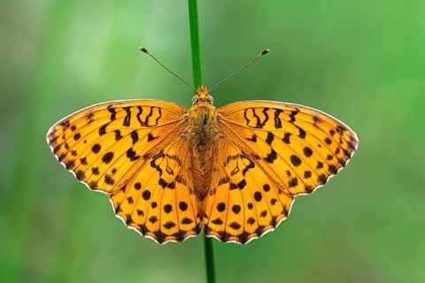 Blackberry Pearl-bordered Fritillary (Brenthis daphne), a butterfly of the Nymphalidae family,