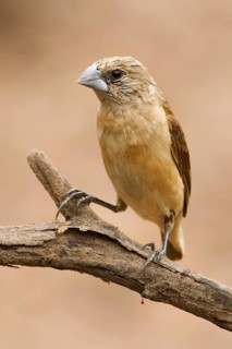 Yellow-rumped Mannikin (Lonchura flaviprymna), Western Australia, Australia