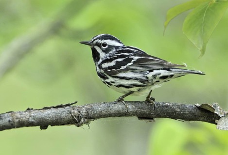 Black-and-white Warbler (Mniotilta varia), Canada