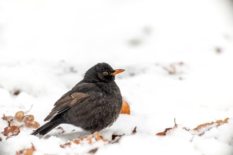 A male blackbird (Turdus merula) searches for food in the snow by pushing it aside with his feet