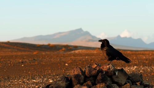 Raven (Corvus corax), semi-desert, Fuerteventura, Spain