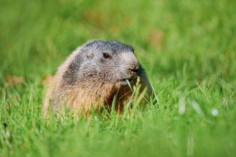 Alpine marmot (Marmota marmota), eating grass, Berchtesgaden National Park, Bavaria, Germany