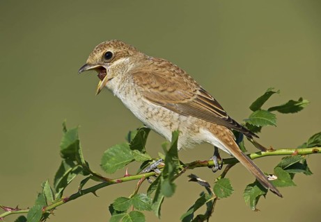 Red-backed Shrike (Lanius collurio) juvenile perched on a branch regurgitating pellet, Aosta
