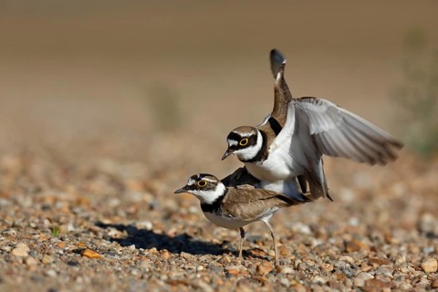 Little Ringed Plover (Charadrius dubius) pair mating, Saxony-Anhalt, Germany