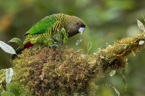 Brehm's Tiger Parrot (Psittacella brehmii) perched on a branch in Papua New Guinea