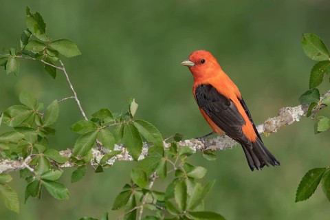 Scarlet Tanager (Piranga olivacea) male perched on a branch, Texas, USA